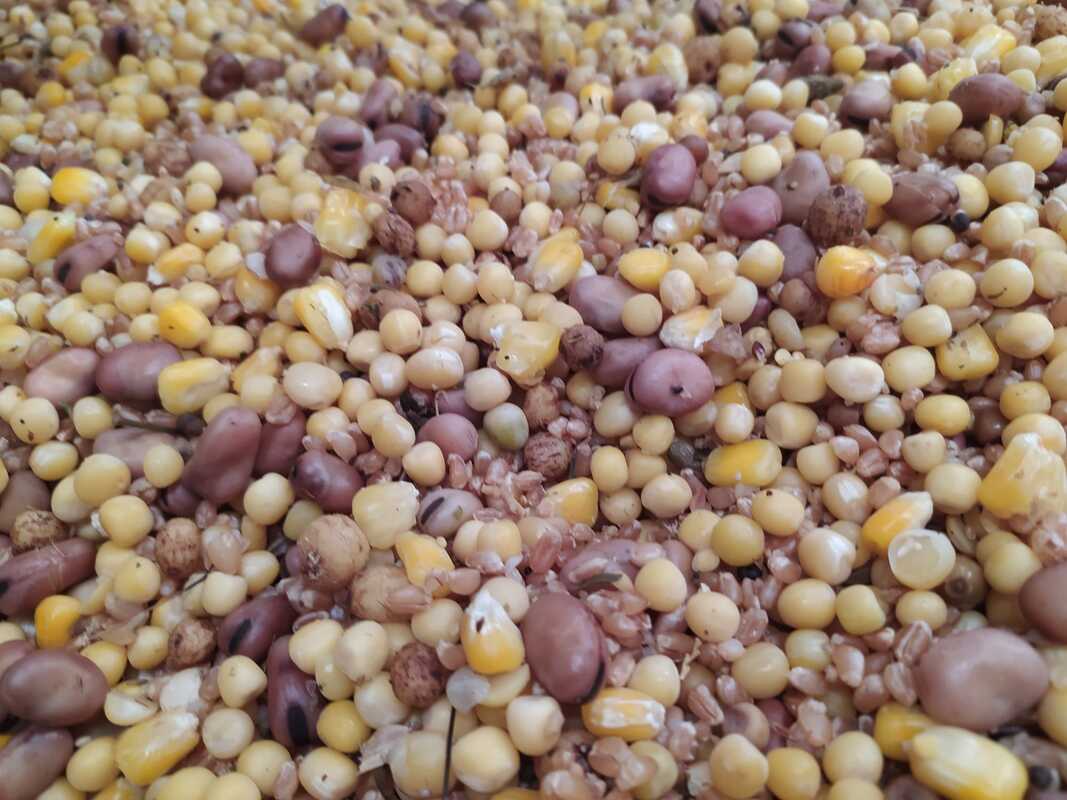 Mix Semilla Fina Superbaits 5 kg - Tienda Carpfishing
