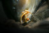 Anzuelos Nash Claw - Tienda Carpfishing