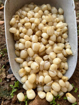 Maíz Blanco Particles For Fishing 3 kg - Tienda Carpfishing