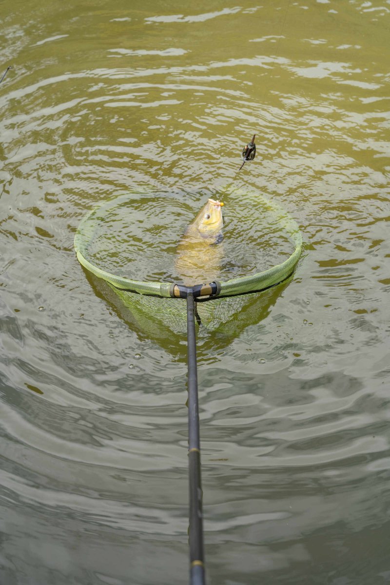 Sacadera Plegable Korum Power Látex 30" - Tienda Carpfishing
