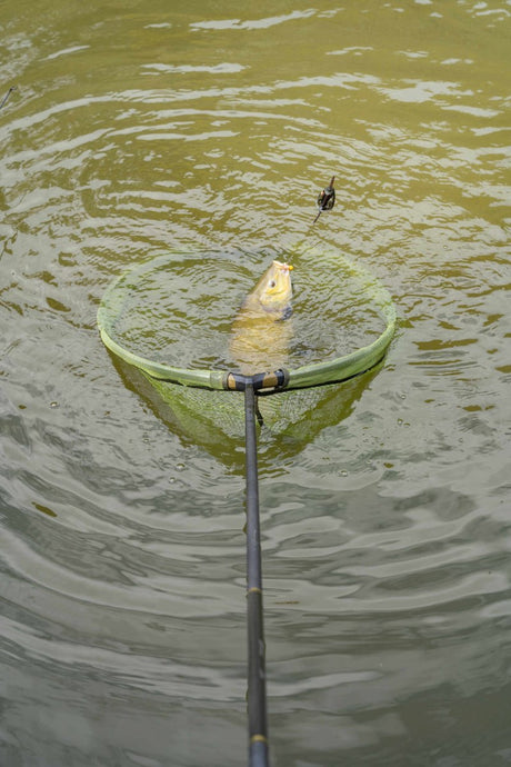 Sacadera Plegable Korum Power Látex 30" - Tienda Carpfishing