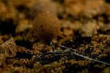 Wafters Sticky Krill Marrón 16 mm - Tienda Carpfishing